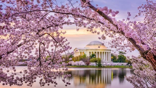 National Cherry Blossom Festival in Washington DC-2023 Events and History –  Travel and Dish